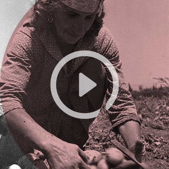 חקלאית בחדרה, שנות ה־50