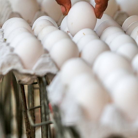 ביצים לול תרנגול חלבון ביצה